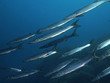 barracuda