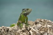 Photo: Iguane Iguane