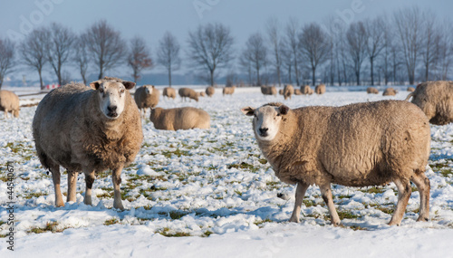Photo: Curiously looking sheep in a snowy grassland Curiously looking sheep in a snowy grassland