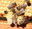 Bees and cocoons Queens Bees