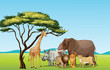 African animals
