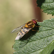 Syrphus ribesii