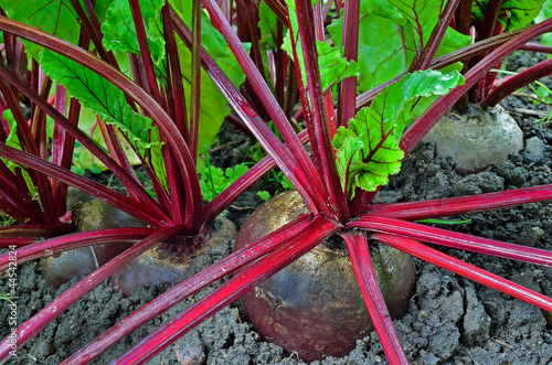 Photo: Beetroot in a vegetable garden Beetroot in a vegetable garden