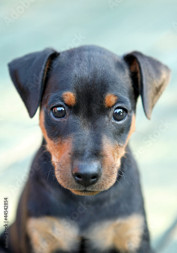 Photo: The Miniature Pinscher puppy, 1,5 months old The Miniature Pinscher puppy, 1,5 months old