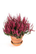 Calluna vulgaris