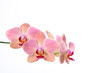 Orchidee