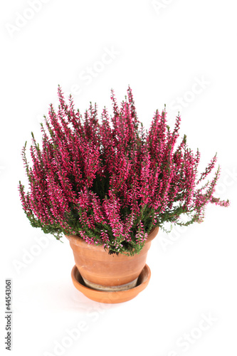 Photo: Calluna vulgaris Calluna vulgaris