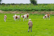 Foto: Troupeau de vache Troupeau de vache
