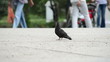 Video: Single black dove in a city park Single black dove in a city park
