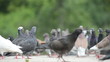 Video: Birds in a city park. Close view Birds in a city park. Close view
