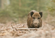 canvas print picture - Male wild boar in winter