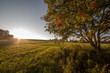 Separate tree in the field on sunrise