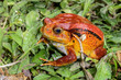 Photo: tomato frog, dyscophus antongilii, marozevo tomato frog, dyscophus antongilii, marozevo