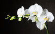 Close-up of white orchids (phalaenopsis) against dark background
