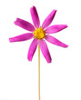 flower cosmos