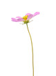 flower cosmos