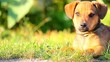 funny dog