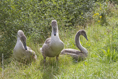Photo: Three Mute Swan (Cygnus olor)resting on grassy bank Three Mute Swan (Cygnus olor)resting on grassy bank