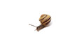 snail on white background