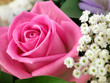 Pink cut rose
