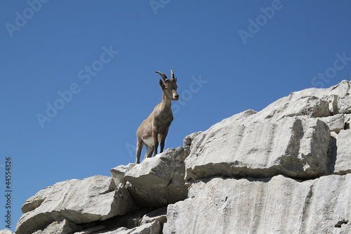 Photo: Bouquetin Bouquetin