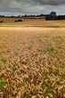 Wheat field in East Anglia