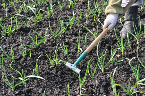 Photo: raking of garlic plantation raking of garlic plantation