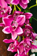 beautiful purple orchid