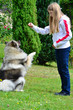 Hund Hundeschule Männchen