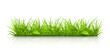 Grass