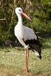 zoo-Stork on his long legs zoo-Stork on his long legs