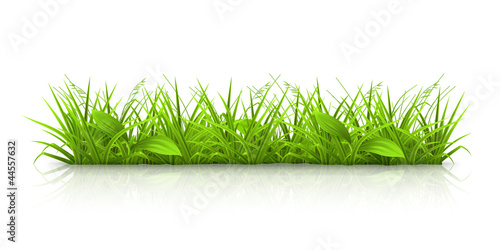 Vector: Grass Grass