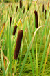 Reeds