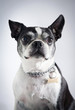 Boston Terrier Close up