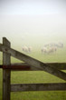Schafe in England