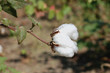cotton
