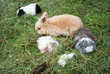 Hase und Meerschweine