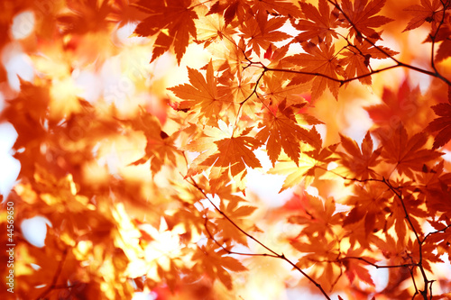 Photo: Autumn maple leaves Autumn maple leaves