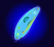 Microbe. Paramecium caudatum. Ciliates