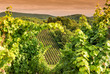 Weingut an der hessischen Bergstraße