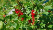Video: Ripe red currants hanging from bush ready Ripe red currants hanging from bush ready
