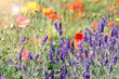 lavendelblumenwiese