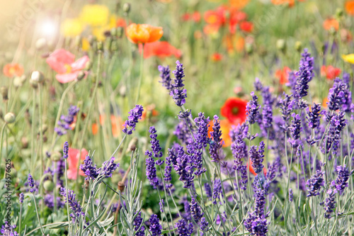 Photo: lavendelblumenwiese lavendelblumenwiese