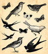 Oiseaux et papillons