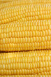 Grains of yellow ripe corn as background