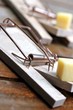 mouse trap with cheese