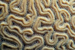 Photo: Grooves of a brain coral Grooves of a brain coral