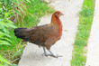 Photo: Huhn Huhn