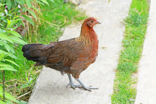 Photo: Huhn Huhn