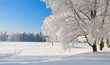 Winter park in snow